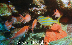 Ok what's in there then by Karl Hodgkins 